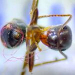 Ants worst affected by plastic waste, get snared in microparticles: Study