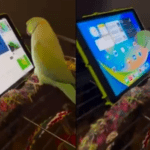 Anand Mahindra uses a parrot’s clip to raise concerns about excessive screen time